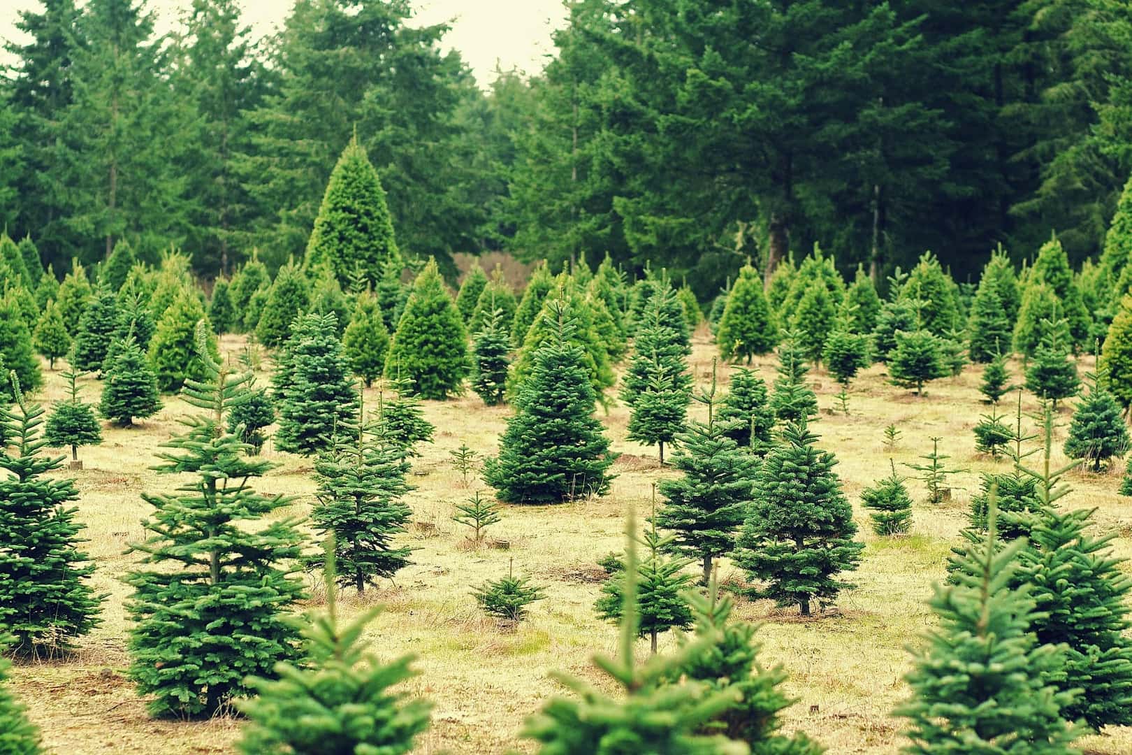 Top 5 Christmas Tree Farms in and Around Brewster, NY Brewster Ford