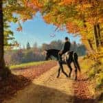 Young Caucasian woman rides a chestnut horse along a colorful forest trail on a sunny autumn day. Female horseback rider explores the golden-lit fall colored woods with her majestic brown thoroughbred
