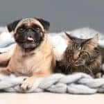 A pug and a tiger cat are laying down on a blanket together.