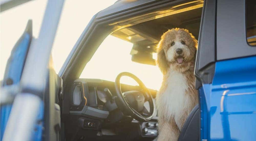 A dog is shown in the driver seat of a blue 2023 Ford Bronco Badlands.