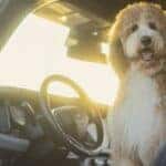 A dog sitting in a 2024 Ford Bronco.