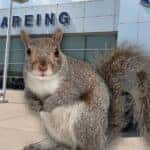 Squirrel in front of Wareing Sturgis Ford dealership